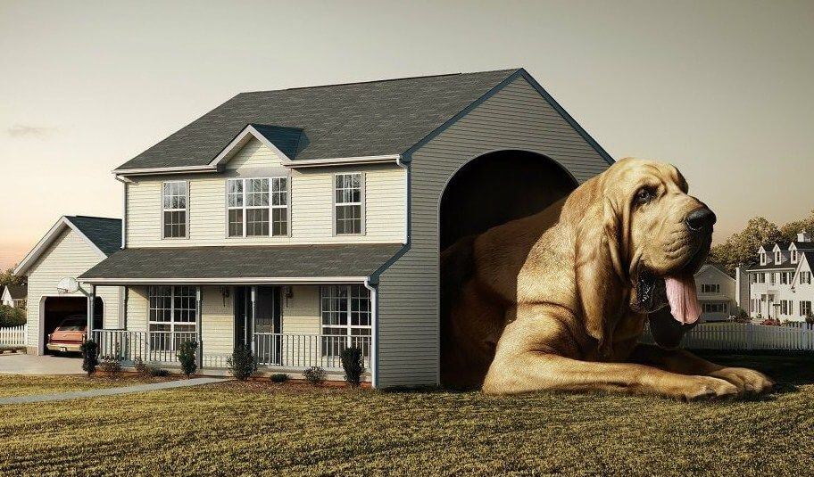 dog house for great dane