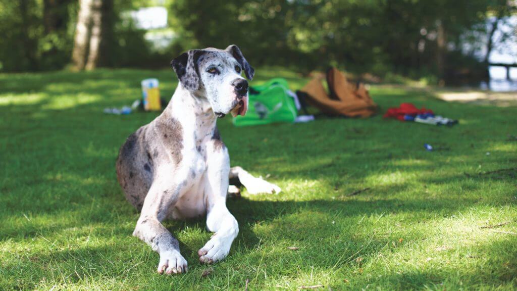 great-dane-dog-picture