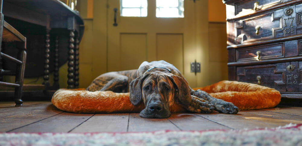 brindle-great-dane-puppy-with-doggie-doors-behind