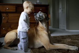 great dane with kid