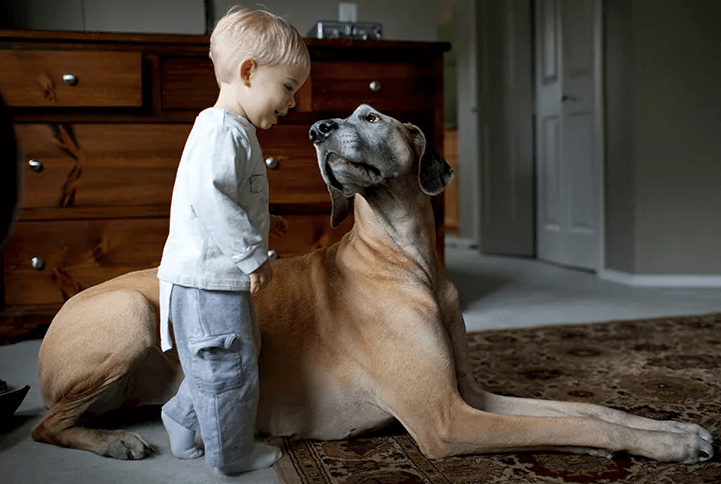 great dane with kid