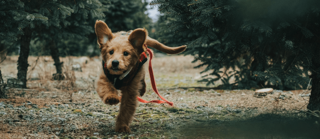 my-running-goldendoodle-is-not-hypoallergenic-at-all-i-believe