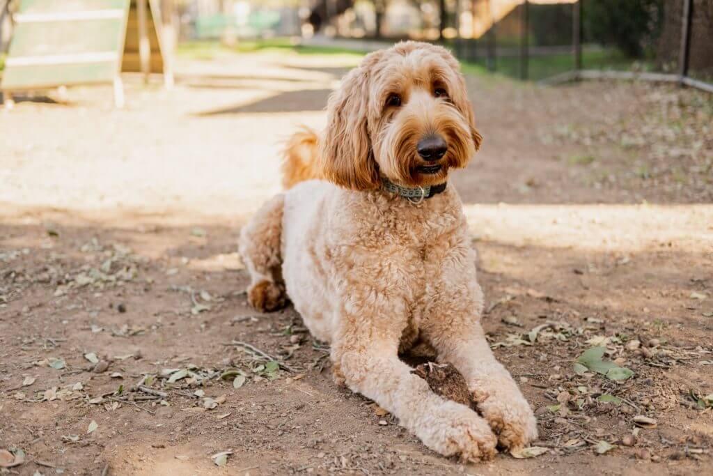 goldendoodle with teddy bear cut