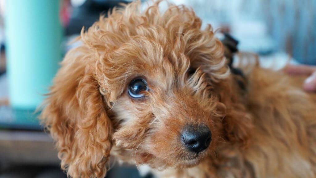 this-goldendoodle-is-asking-for-some-food