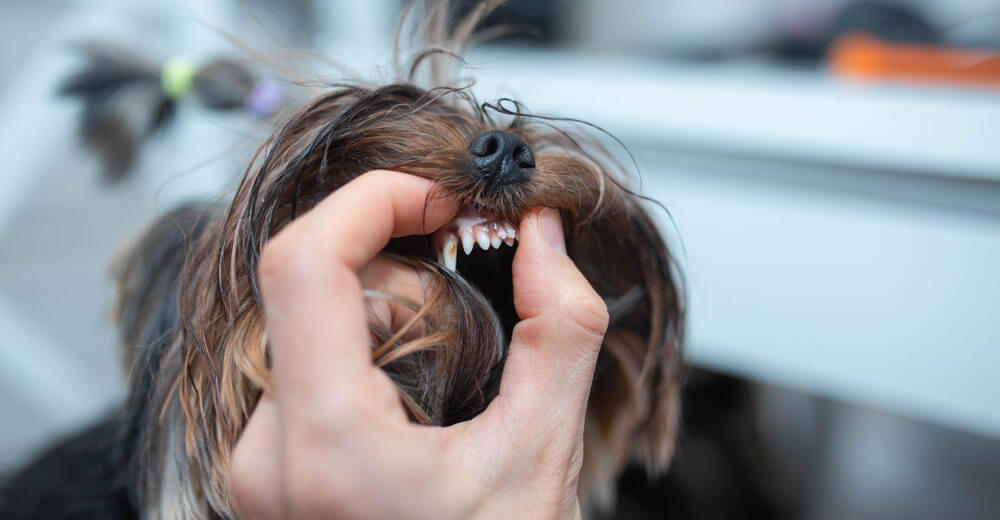 double-teeth-small-yorkshire-terrier-dog