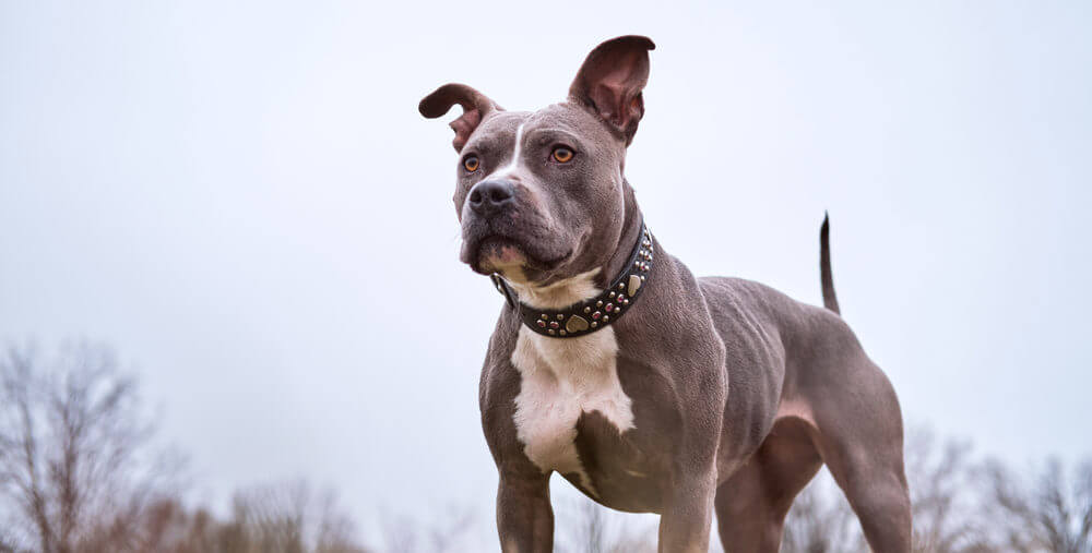 powerful-gray-pit-bull-dog-wearing-collar