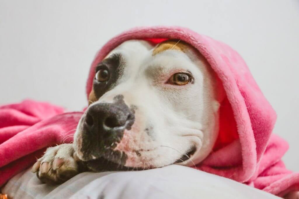 pregnant-pitbull-lying-on-sofa