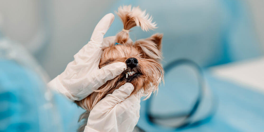 veterinarian-checking-yorkie-teeth