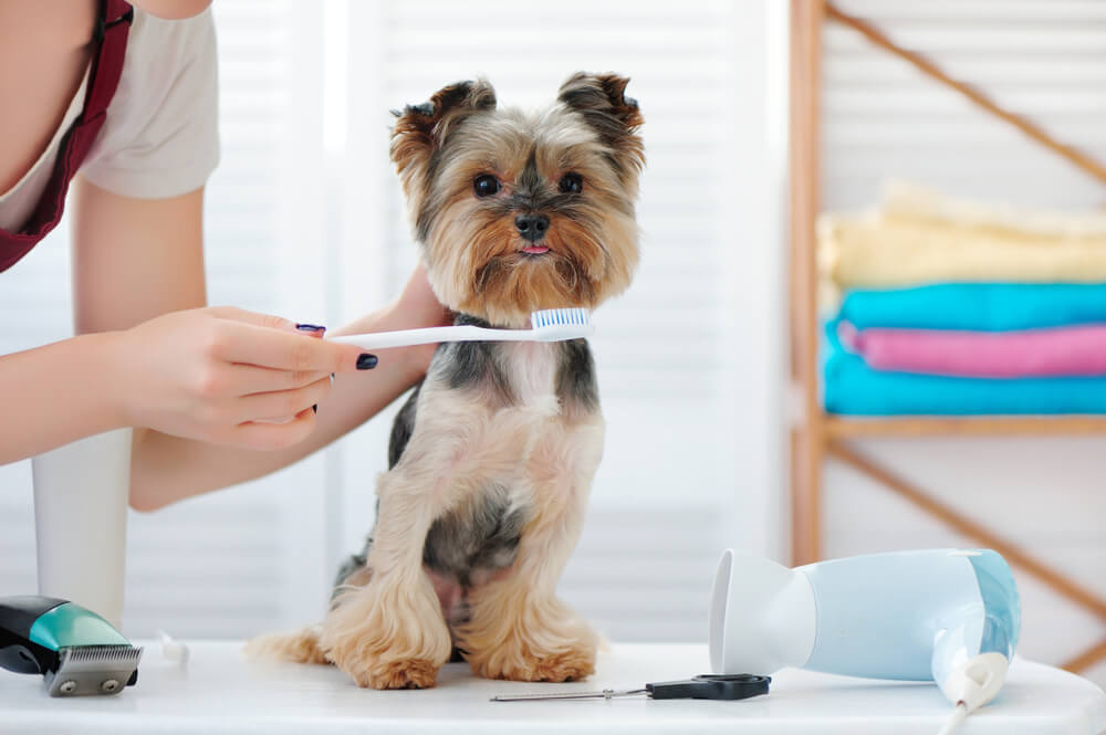 yorkshire terrier teeth cleaning procedure