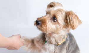 yorkshire-terrier-during-potty-training