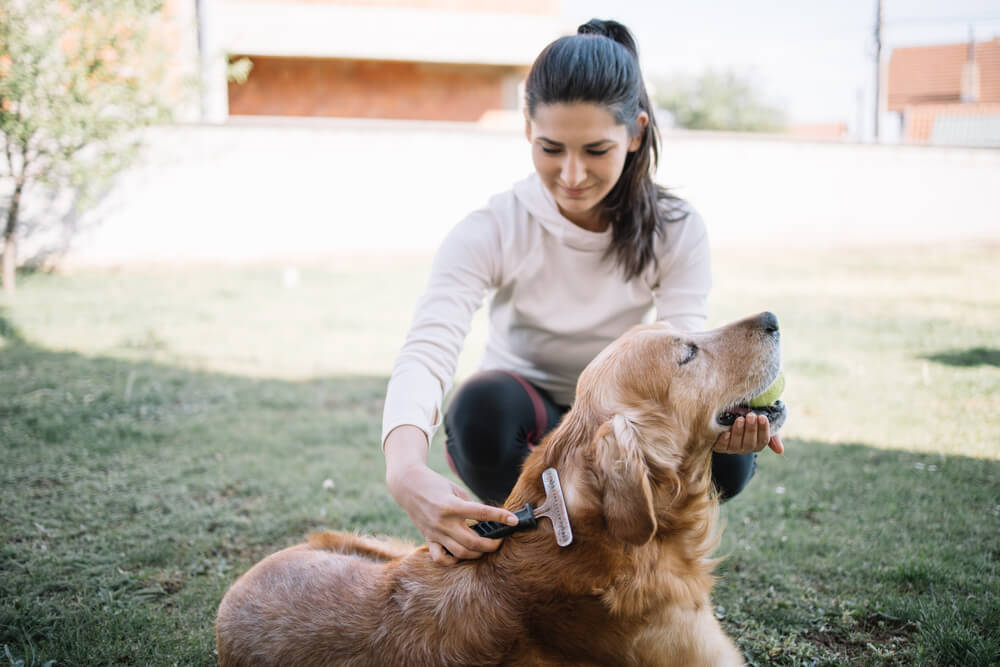 brunette-girl-brushing-dog-using-comb-and-brush