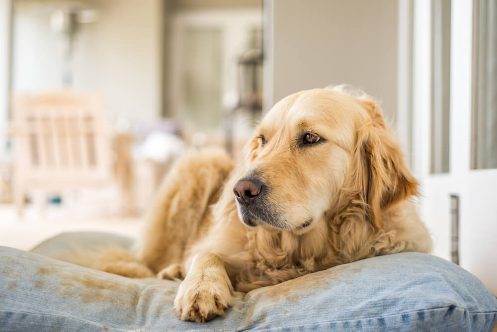 golden-retriever-relaxing