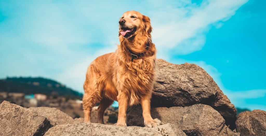 golden-retriever-that-is-not-shaved