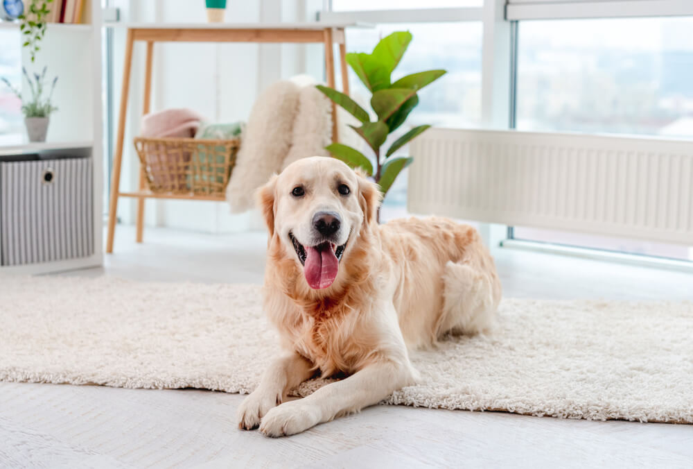 happy-golden-retriever-lying-on-the-floor