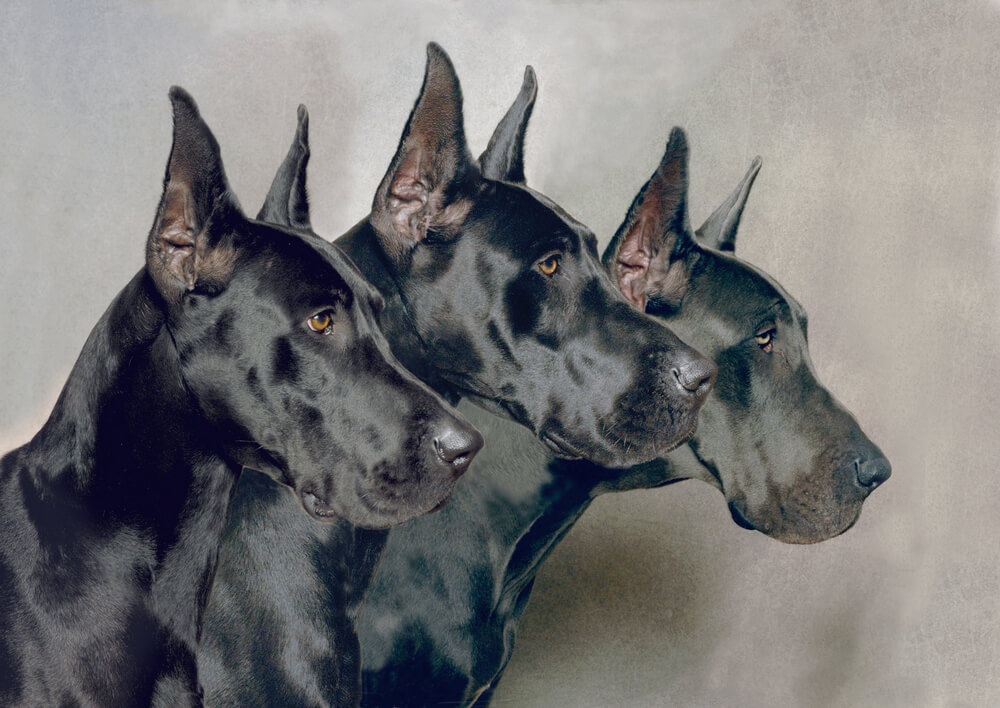 great danes with cropped ears