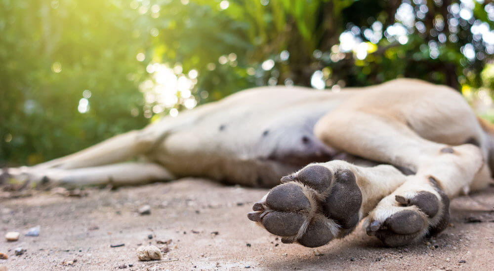 dog-lying-on-the-ground-after-collapse