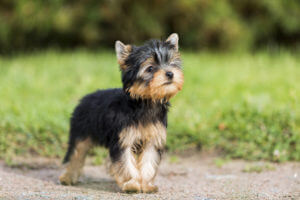 puppy-yorkshire-terrier-undocked-tail