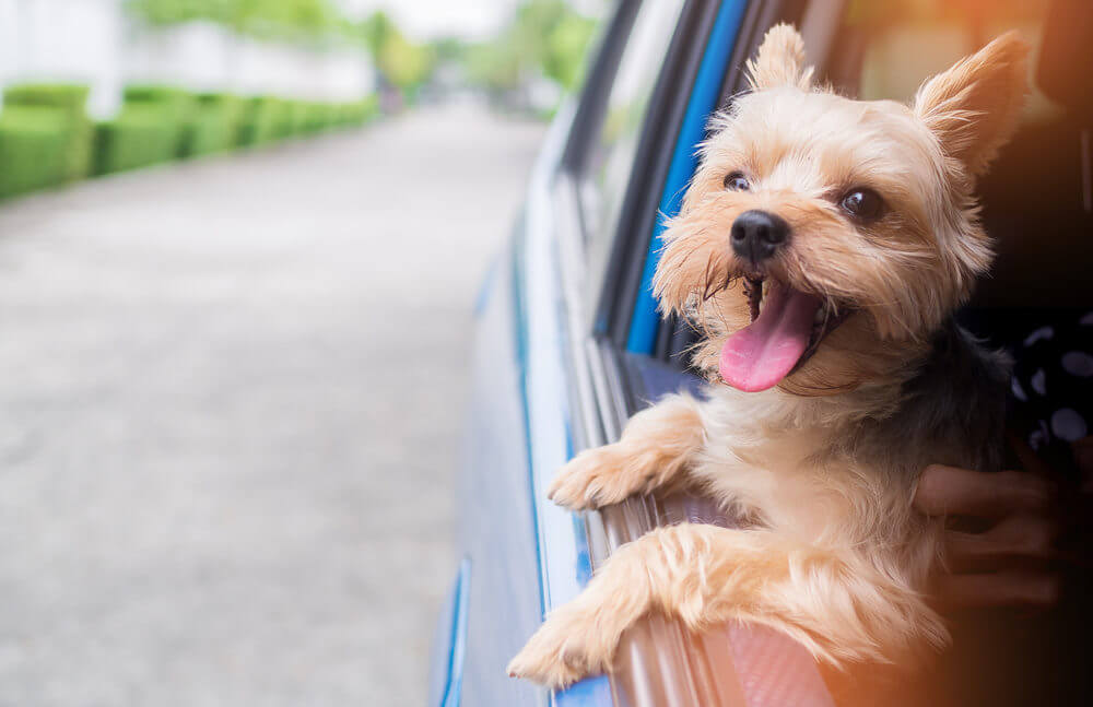 yorkie-smiling-and-barking-in-the-car