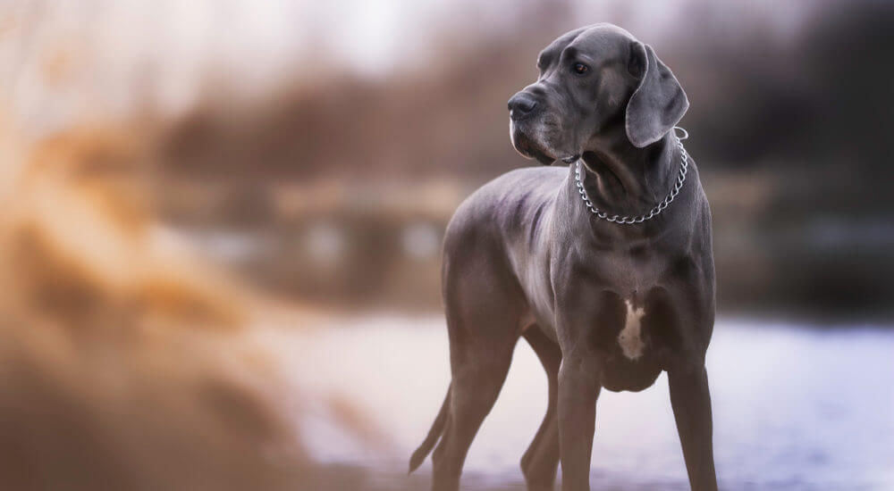 amazing-cute-blue-great-dane