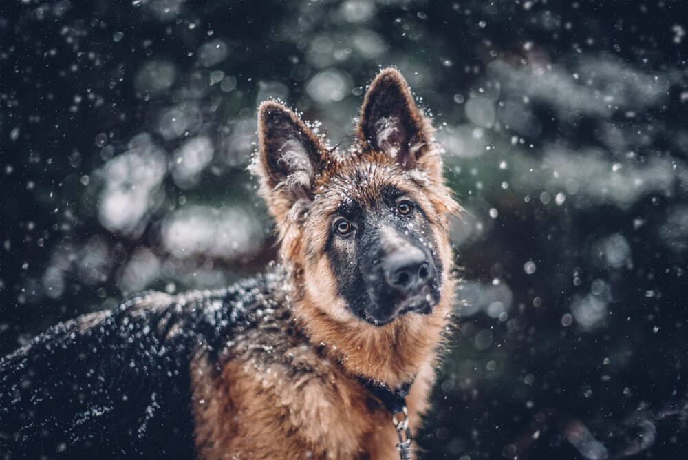 german-shepherd-looking-at-the-camera