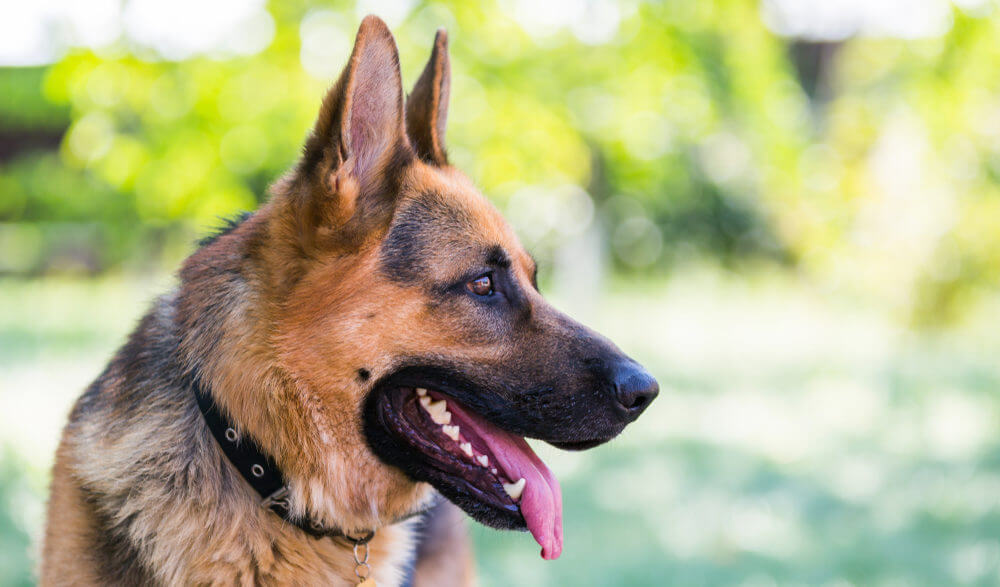 german-shepherd-with-a-shock-collar