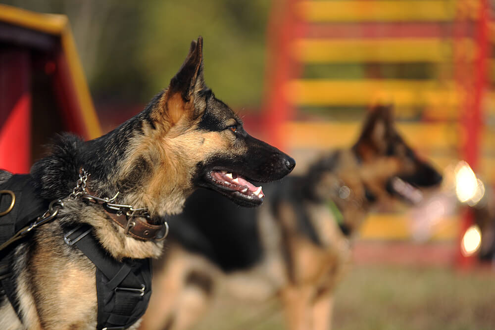 german-shepherd-with-harness