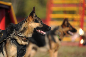 german-shepherd-with-harness