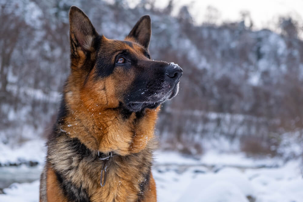 german-shepherd-with-impressive-fur-coat