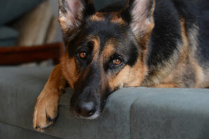 lonely-german-shepherd-resting