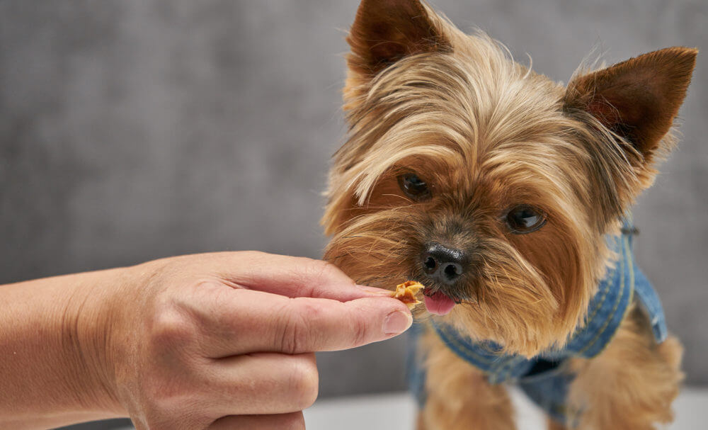 yorkshire-terrier-eats-treat-