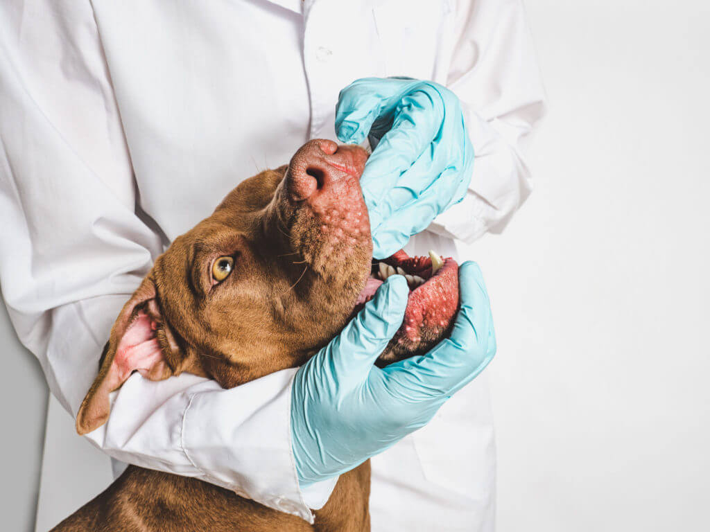 adorable-pitbull-puppy-of-chocolate-color-close-up-on-dentist-teeth-check