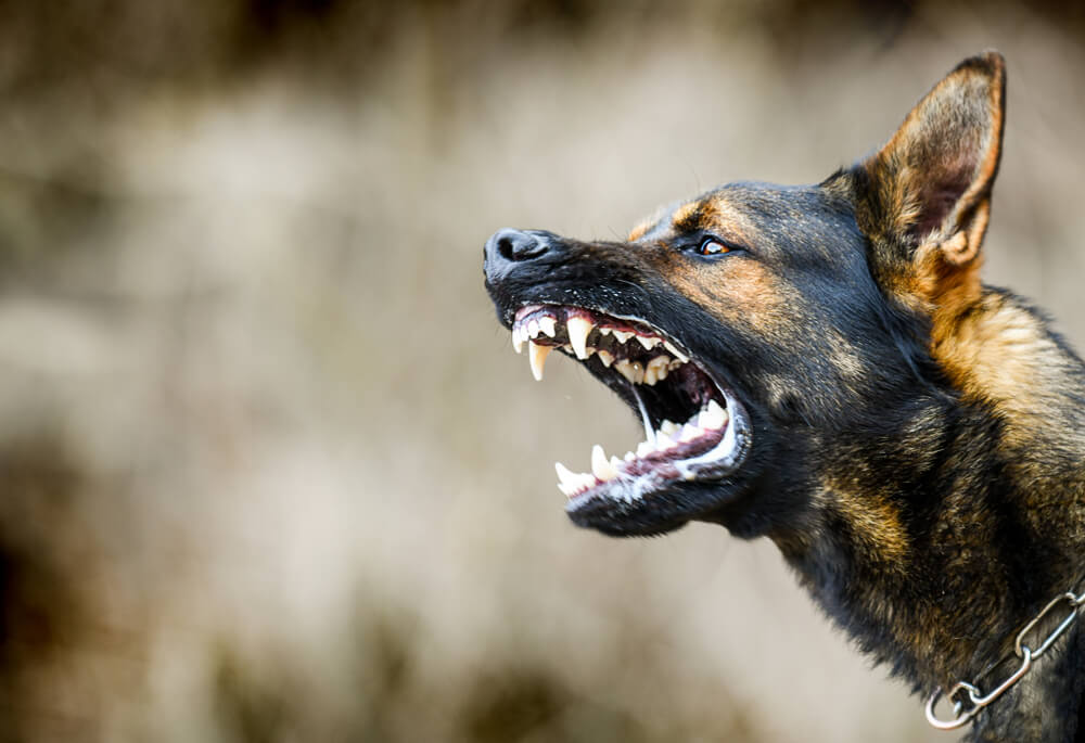 aggressive-german-shepherd