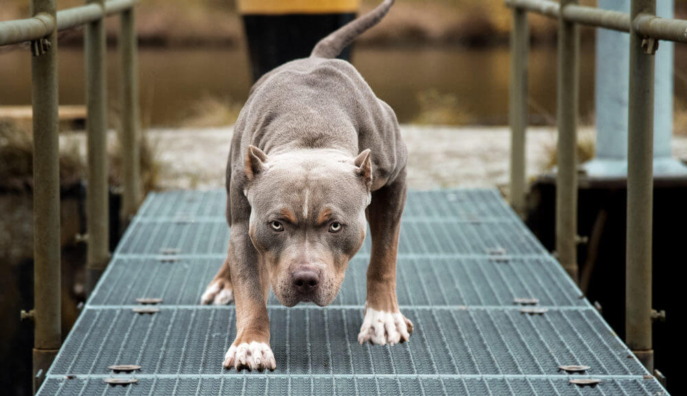 angry-pitbull-american-bully