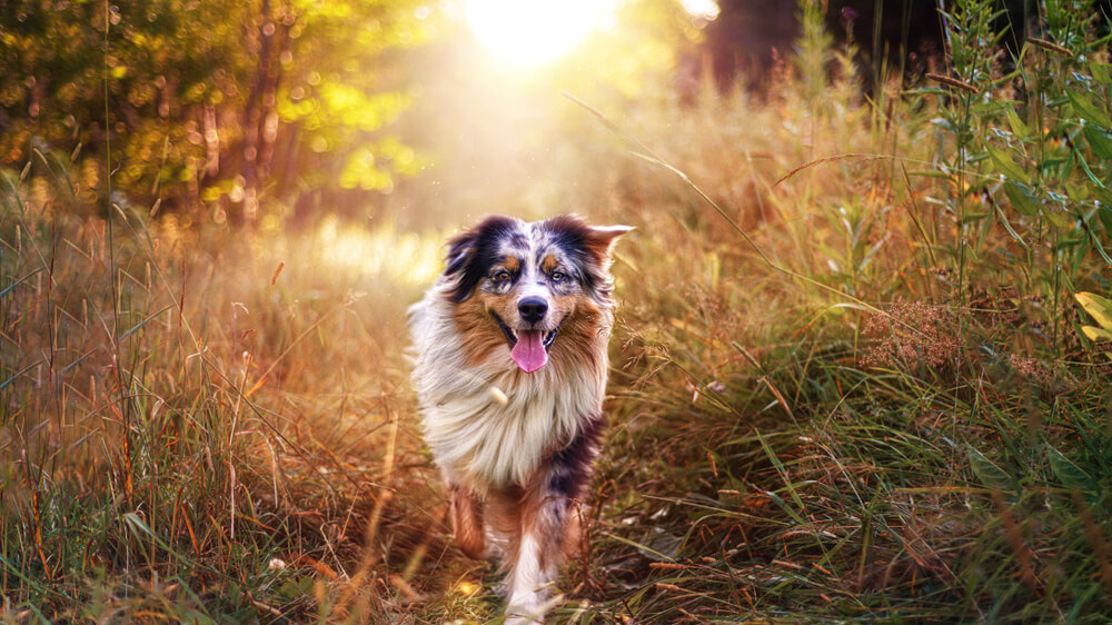 australian-shepherd-not-shaved-autumn-sun-grass