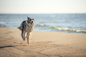 australian-shepherd-running-water-not-swimming