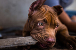 brown-pitbull-puppy-biting-wood