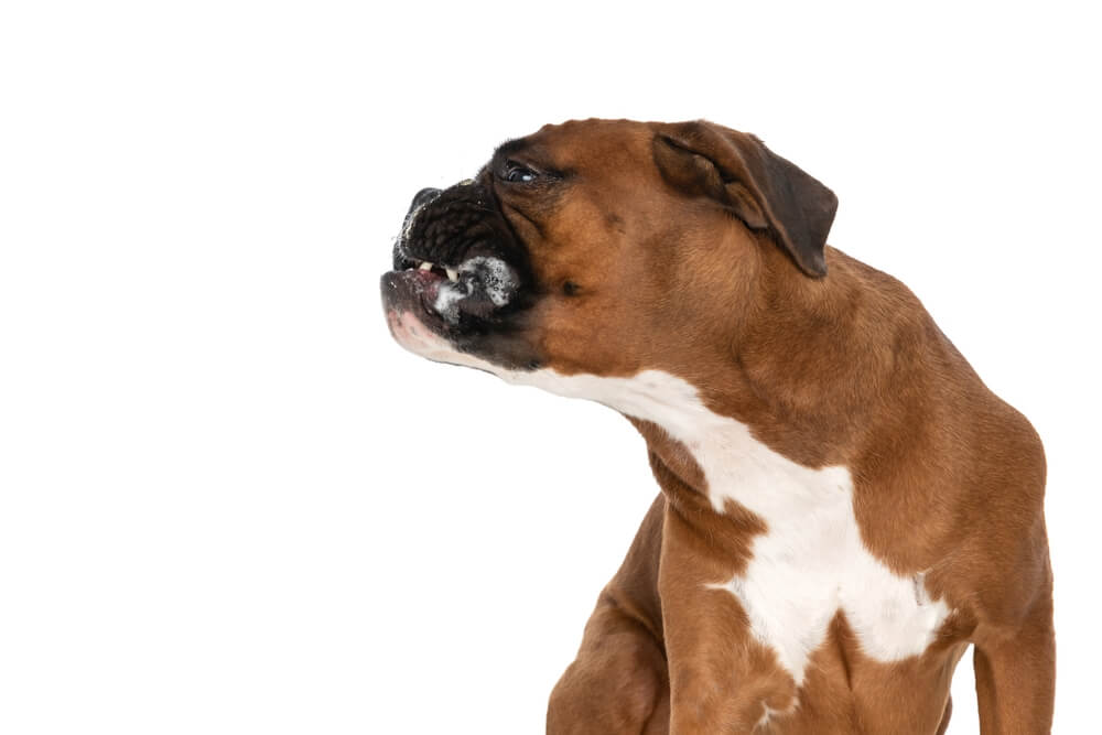 furious-dog-boxer