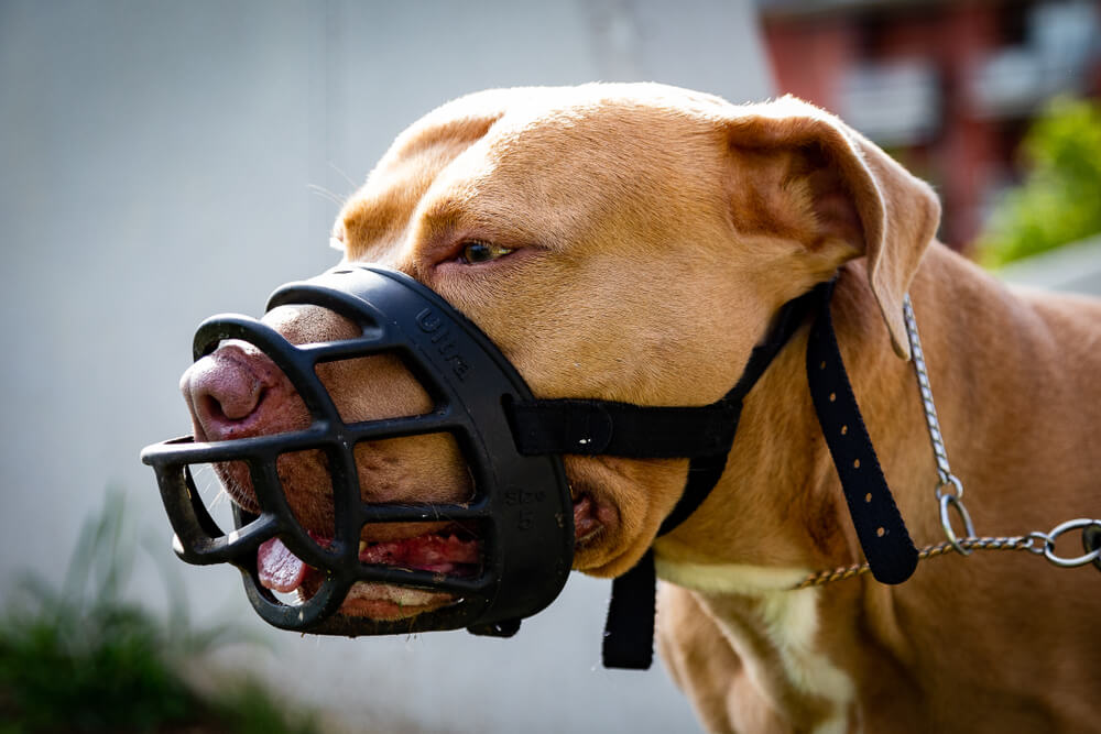 golden-pitbull-black-muzzle