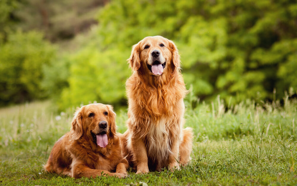 golden-retriever-beautiful-lovely-pair