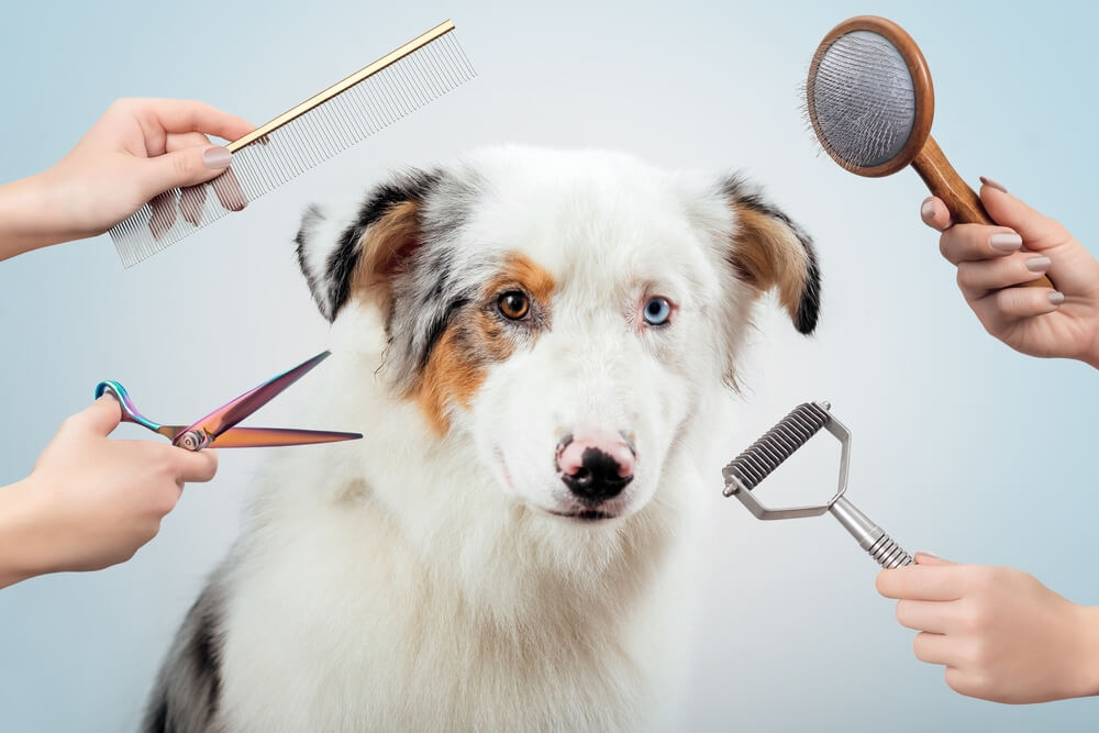 grooming-trimming-australian-shepherd-salon-with-brushes