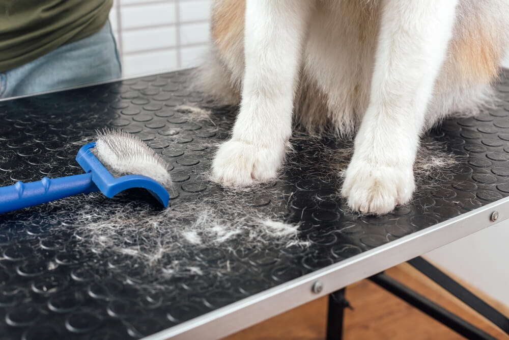 grooming-trimming-australian-shepherd-with-brush