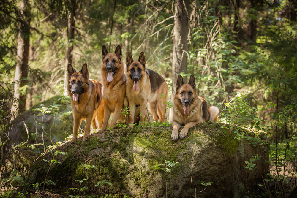 loyal-german-shepherds-in-forest