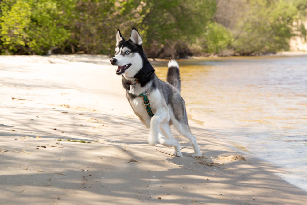 siberian-husky-runs-along-shore