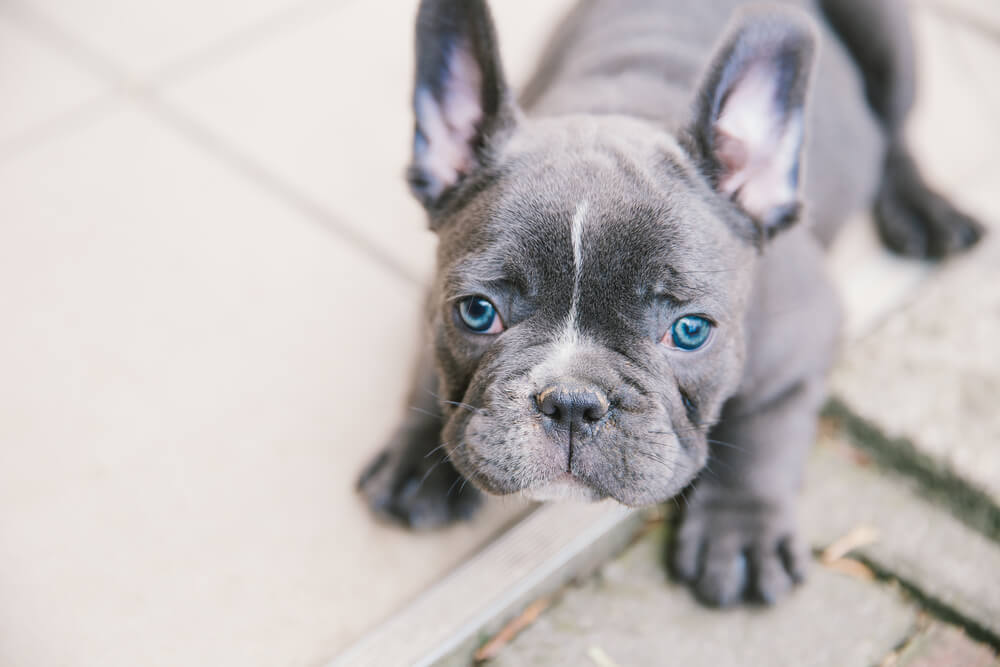 blue-eyed-frenchie-puppy-that-is-very-expensive