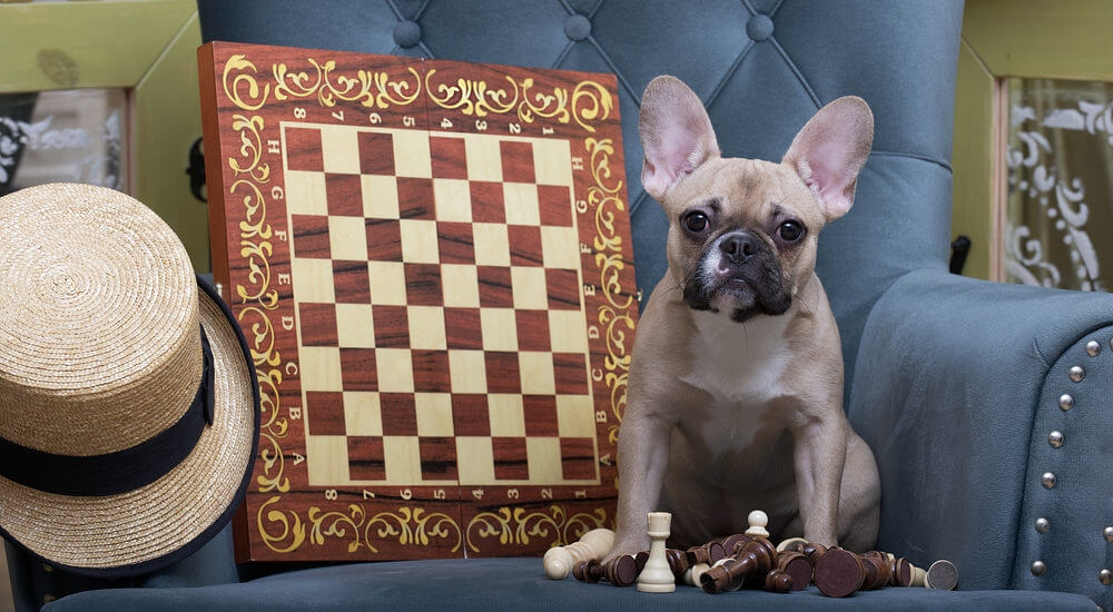 french-bulldog-sitting-on-a-luxury-expensive-chair