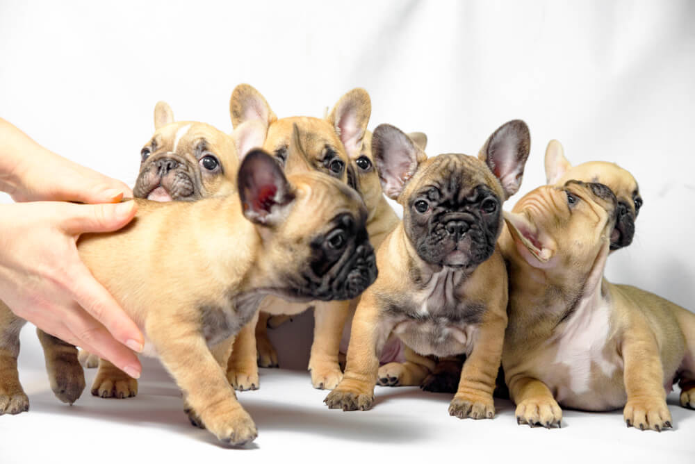 group-puppies-french-bulldogs-brown-color-in-a-litter