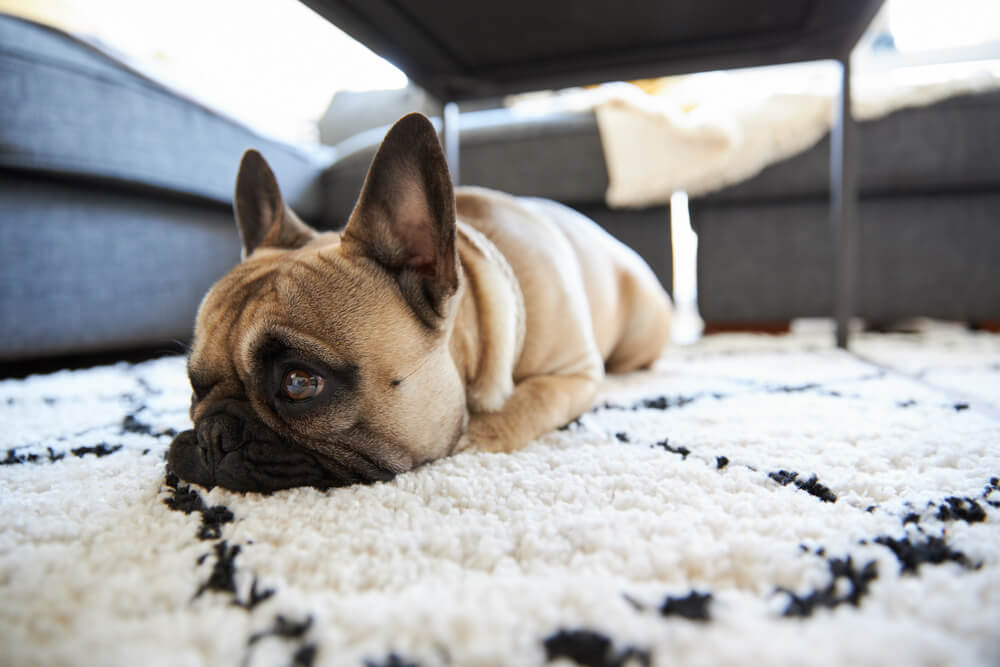 french-bulldog-puppy-with-health-problem