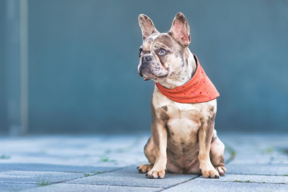 sitting-merle-french-bulldog-dog-not-farting