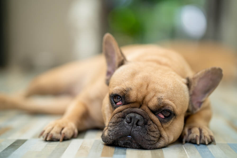 Cute French bulldog with cherry eyes