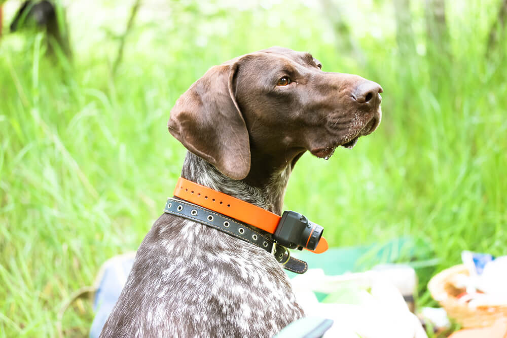 beautiful-big-dog-with-electric-shock-collar